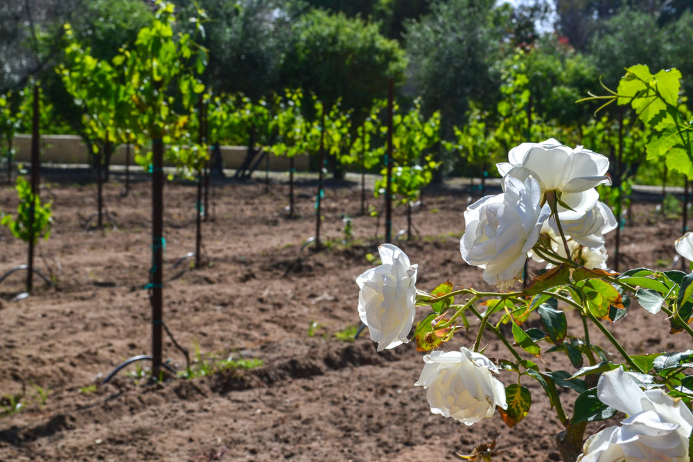Smog Check Services in Bernardo Fairway, CA